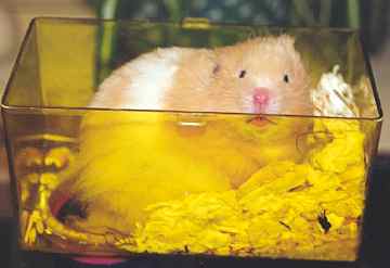 hamster4.jpg